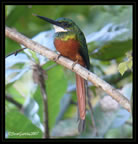 rufous-tailed jacamar